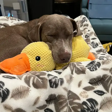 Duck Plush Toy for Dogs & Cats